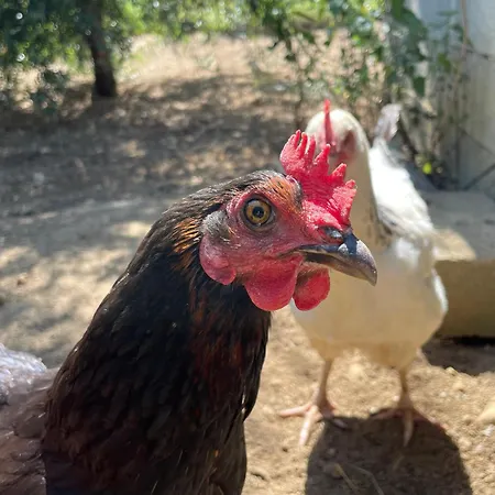 La Mailleraie - Le Moulin Appartement